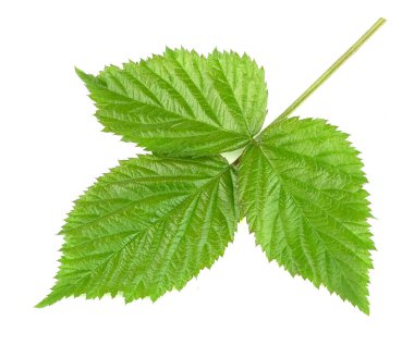 Beyaz arkaplanda yeşil böğürtlen bırakır