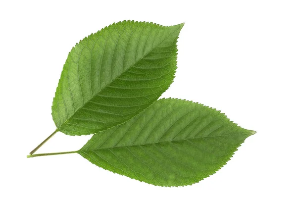 Feuilles Vertes Cerise Isolées Sur Fond Blanc — Photo