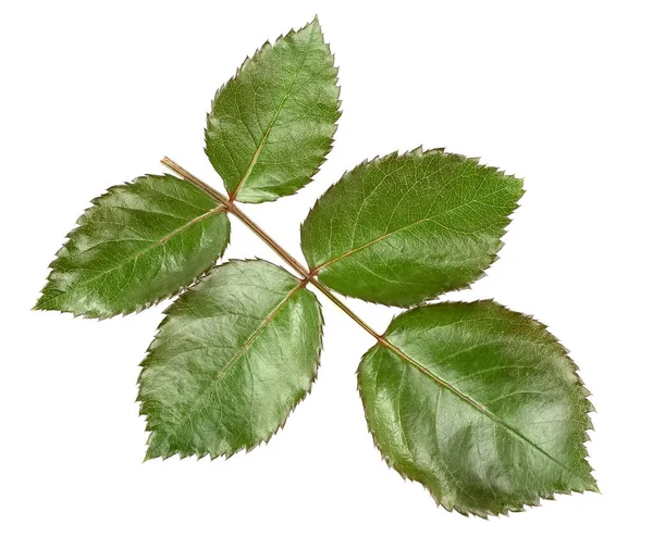 Foglie Verdi Rosa Isolate Sfondo Bianco — Foto Stock