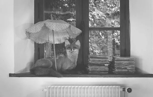 Renard Sous Parapluie Devant Fenêtre Avec Deux Piles Vinyle — Photo