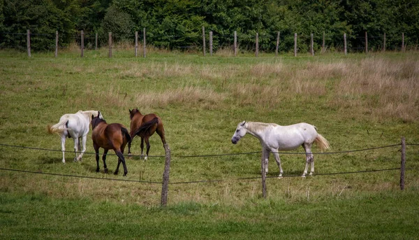 Two white horses and two brown horses in a field with a fence and trees in the background