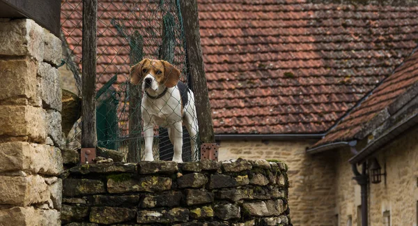 dog behind fence in french town