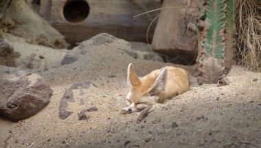 Yaz aylarında Amsterdam hayvanat bahçesi hayvan