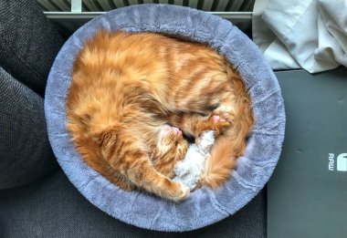 Maine Coone evin etrafında oynarken yavru kedi