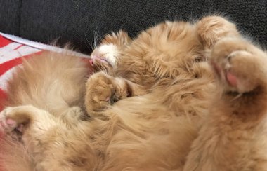 Maine Coone evin etrafında oynarken yavru kedi