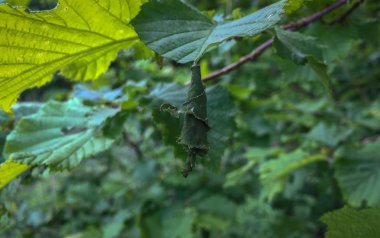 yukarı kıvrık bırakın yaz aylarında
