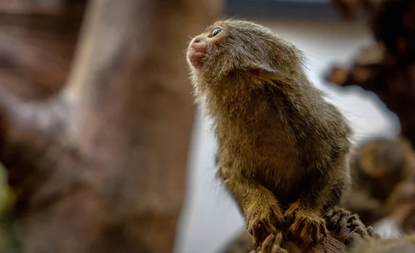 Zwierzęta Zoo Amsterdamie Latem — Zdjęcie stockowe