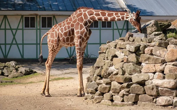 Animal Amsterdam Zoo Summertime — Stock Photo, Image