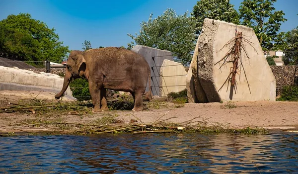 Animal Zoológico Amsterdã Verão — Fotografia de Stock
