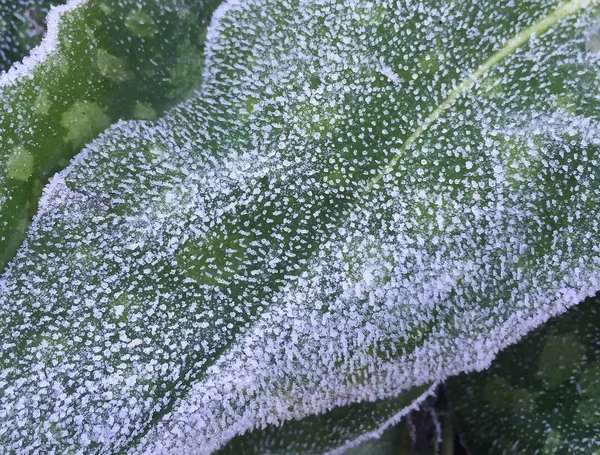 Close Planta Congelada Inverno — Fotografia de Stock