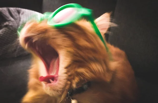 Maine Coone Kitten Brincando Pela Casa — Fotografia de Stock