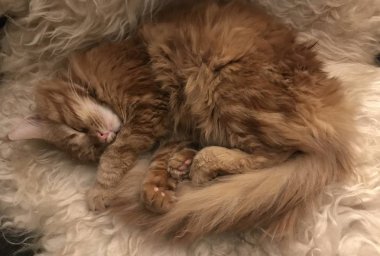 Kırmızı Maine Coon Kedi içinde ve çevrede belgili tanımlık ev soğutma