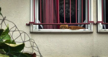 Kırmızı Maine Coon Kedi içinde ve çevrede belgili tanımlık ev soğutma