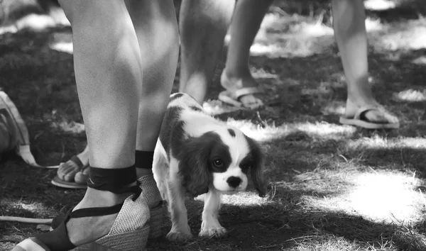 夏の人の足を歩いて若い子犬 — ストック写真