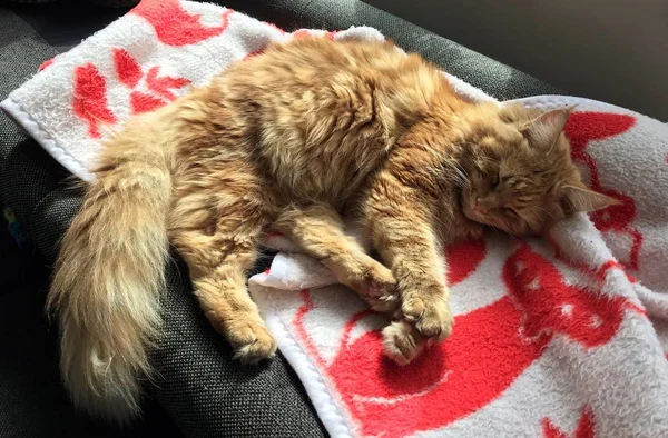 Pisica Red Maine Coon Răcește Jurul Casei — Fotografie, imagine de stoc