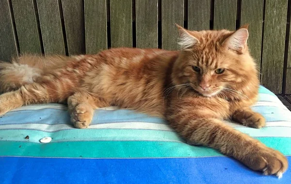 Red Maine Coon Chat Refroidissant Dans Autour Maison — Photo