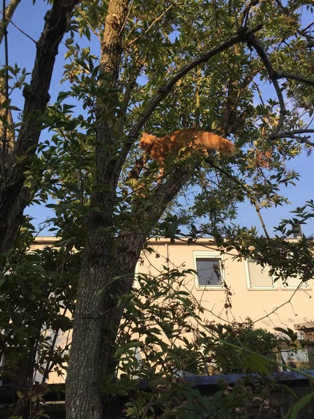 여름에 나무에서 Coon 고양이 — 스톡 사진