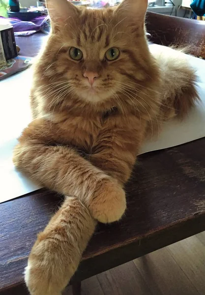 Red Maine Coon Chat Refroidissant Dans Autour Maison — Photo