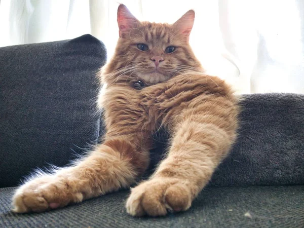家の周りを冷やして赤メインあらいくま猫 — ストック写真