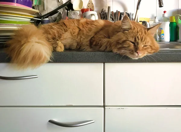 Red Maine Coon Kitten Kitchen Counter — Stockfoto