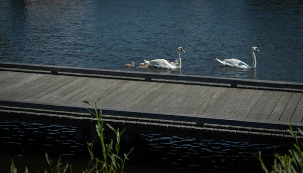 암스테르담 네덜란드에서에서 연못에 — 스톡 사진