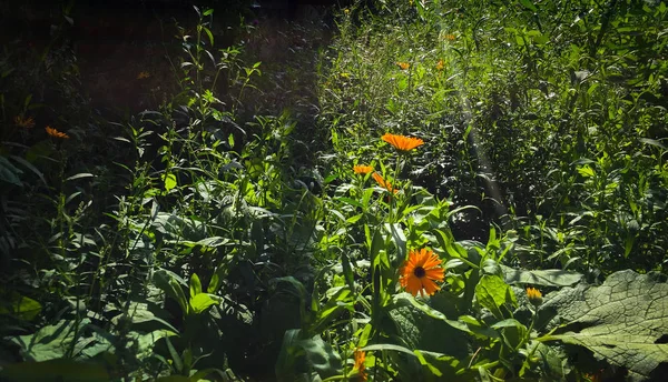 Jardín Campo Verano Los Países Bajos — Foto de Stock