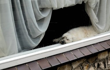 Valkenburg bir pencerede arkasında Hollanda uyku köpek