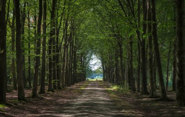 Ommen, Hollanda, yaz aylarında Hollanda kırsal doğada