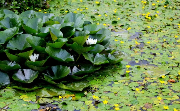 Kolam Dengan Bunga Lili Mekar Dan Mengambang Valkenburg Netherlands — Stok Foto