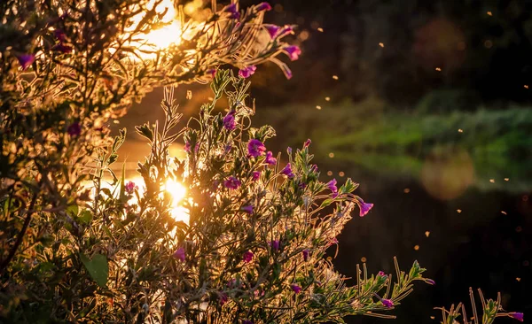 Landscape Dutch Nature Water Trees Sunset Netherlands — Stock fotografie