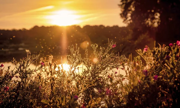 风景荷兰自然水树日落荷兰 — 图库照片
