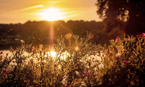 Landscape Dutch Nature Water Trees Sunset Netherlands — Stock fotografie