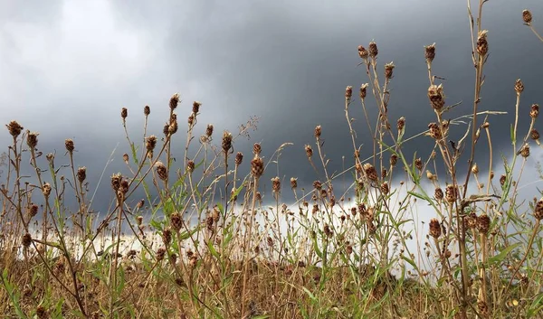 Erba Fiori Contro Cielo Nuvoloso Estate — Foto Stock