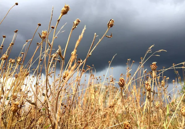 Erba Fiori Contro Cielo Nuvoloso Estate — Foto Stock