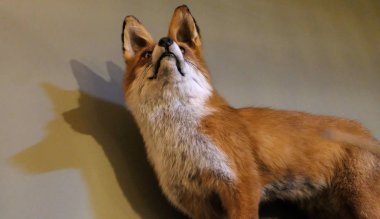 Doldurulmuş kiti fox kapalı bir duvara poz