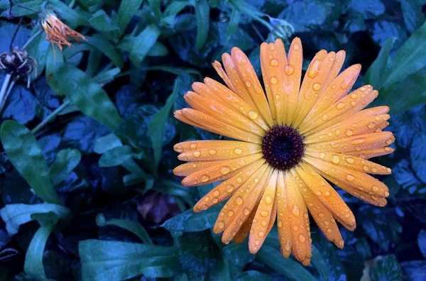 Yellow Daisy Flower Blue Background Rain — Stock Photo, Image