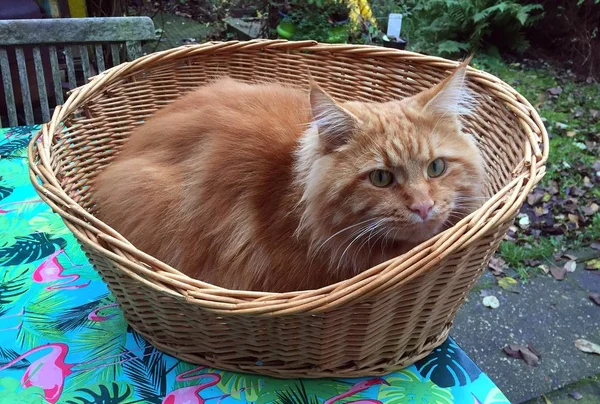 Red Maine Coon Chat Refroidissant Autour Maison Amsterdam — Photo