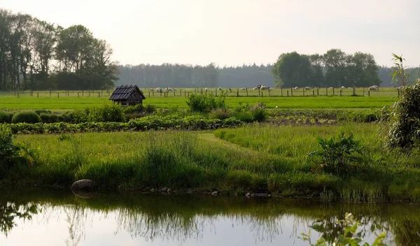 夏の典型的なオランダの風景に沈む夕日 — ストック写真