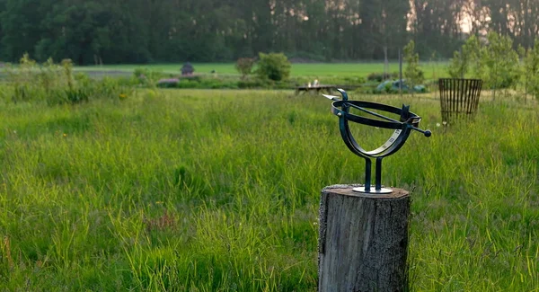 Zonnewijzer Een Nederlandse Weide Zomer — Stockfoto