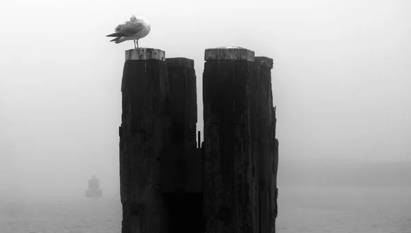 Photo Noir Blanc Mât Amarrage Dans Brume Avec Oiseau Sur — Photo