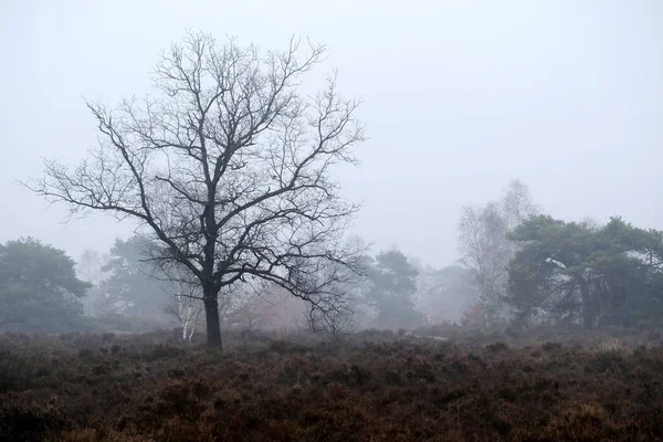 Alberi Forestali Nella Nebbia Inverno Nei Paesi Bassi — Foto Stock