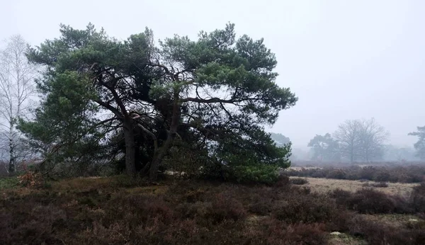 Alberi Forestali Nella Nebbia Inverno Nei Paesi Bassi — Foto Stock