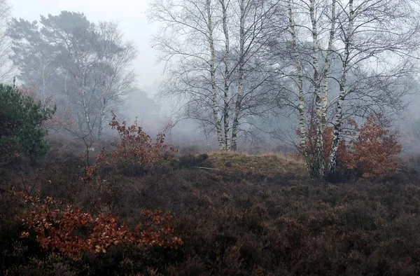 Alberi Forestali Nella Nebbia Inverno Nei Paesi Bassi — Foto Stock