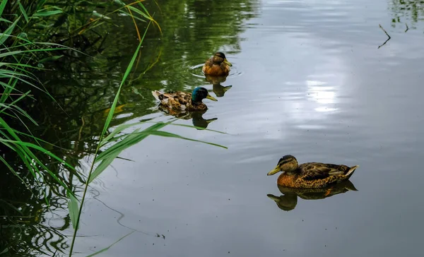 Ducks Swimming Pond Park Amsterdam — Stok Foto