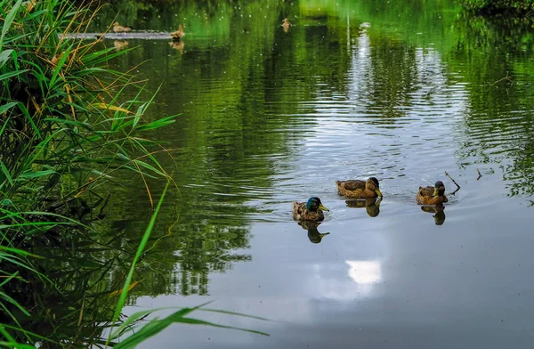 Ducks Swimming Pond Park Amsterdam — Stok Foto