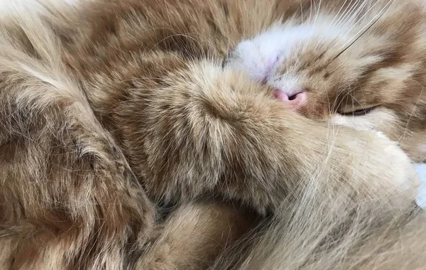 レッドメーンクーンソファで眠る猫 — ストック写真