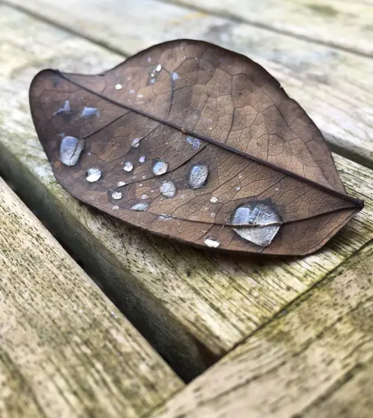 Gotas de água na folha seca — Fotografia de Stock
