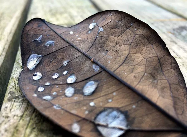 Gotas de água na folha seca — Fotografia de Stock