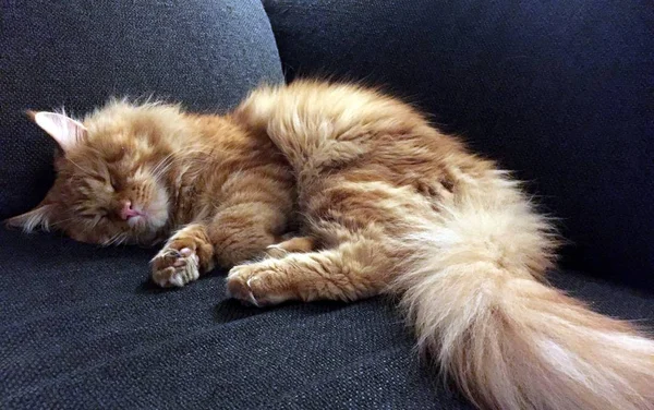 Red Maine Coon gato dormindo no sofá — Fotografia de Stock