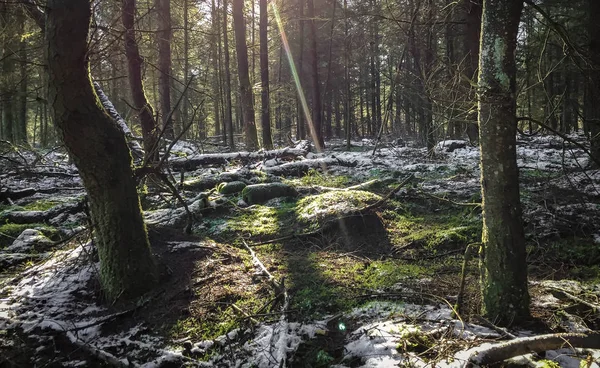 Poslední sníh na zemi v lese — Stock fotografie